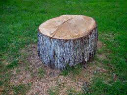 How Our Tree Care Process Works  in  Dash Point, WA