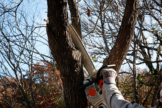 Best Hazardous Tree Removal  in Dash Point, WA